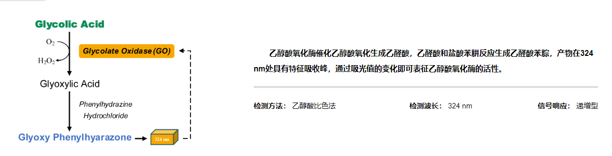 植物光合作用 - 乙醇酸氧化酶活性檢測試劑盒