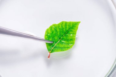 植物激素elisa試劑盒產(chǎn)品價(jià)格與簡(jiǎn)析圖2 植物激素elisa試劑盒產(chǎn)品價(jià)格與簡(jiǎn)析圖2