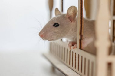 動物細胞培養需要做哪些準備工作?圖1 動物細胞培養需要做哪些準備工作?圖1